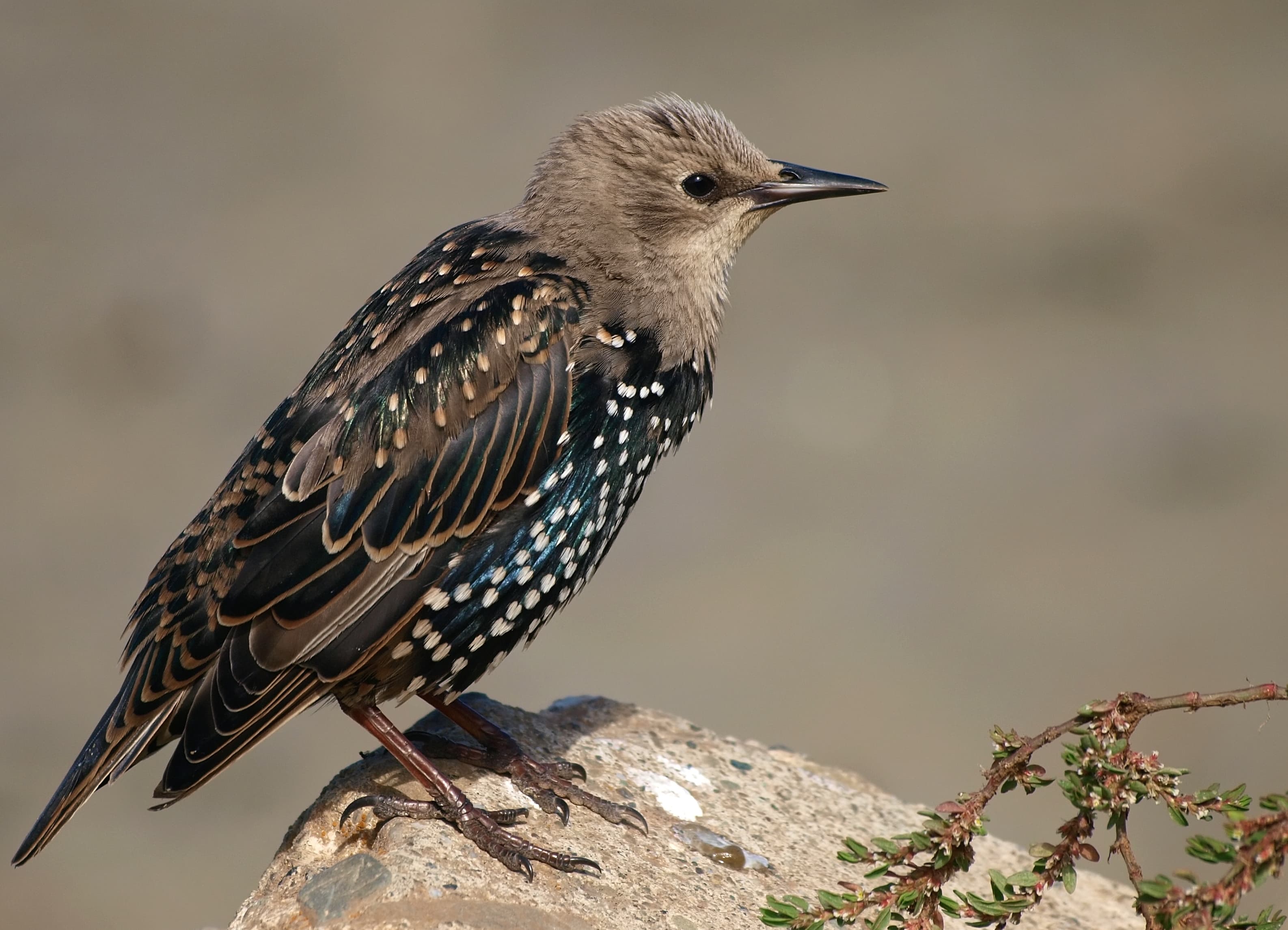 Starling — identification photo