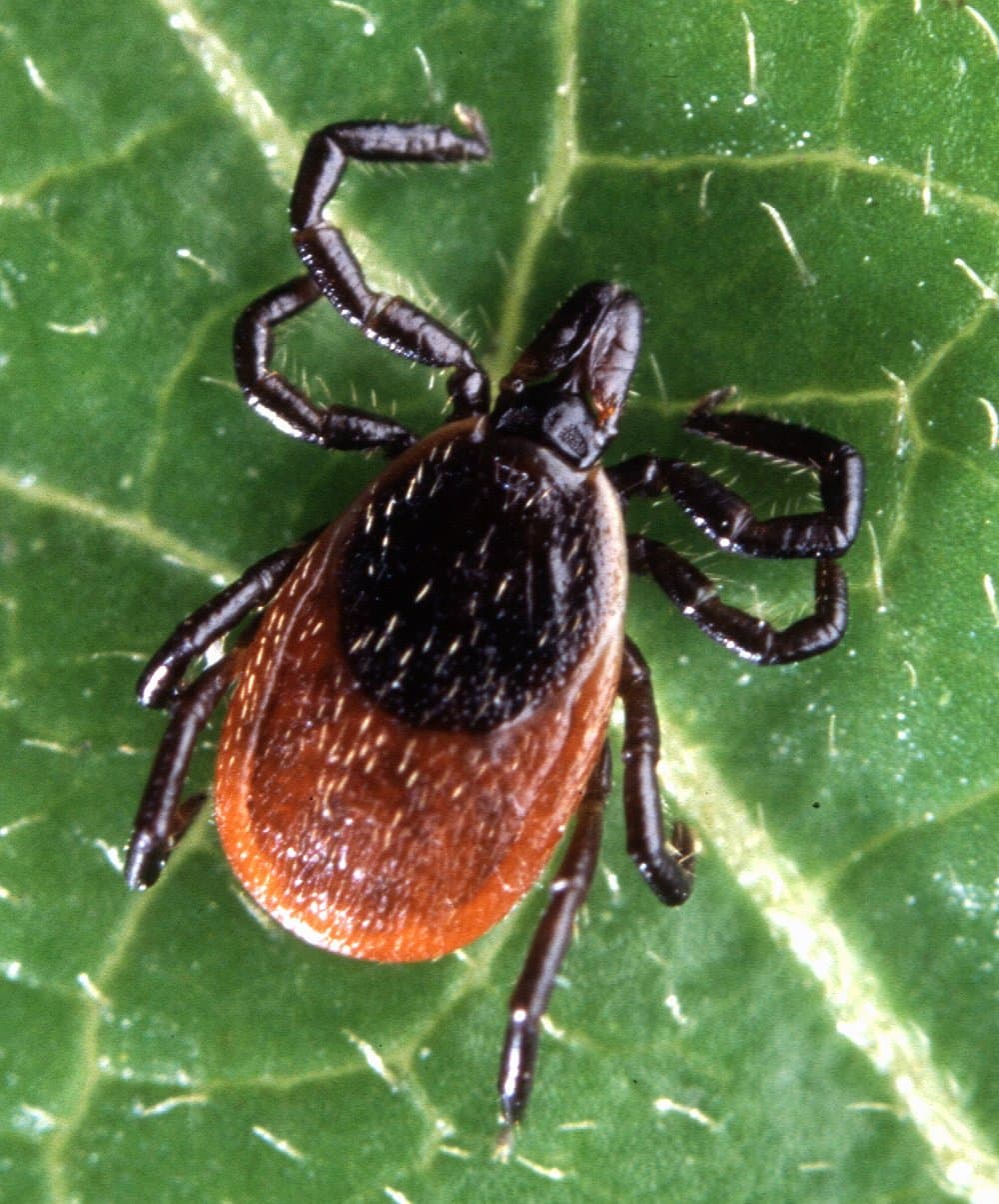 Deer Tick — identification photo