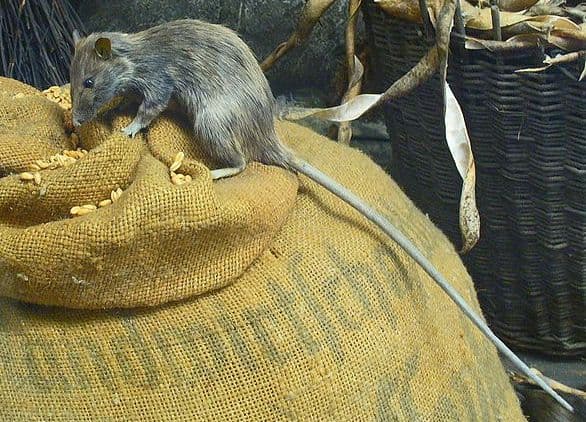 Roof Rat — identification photo