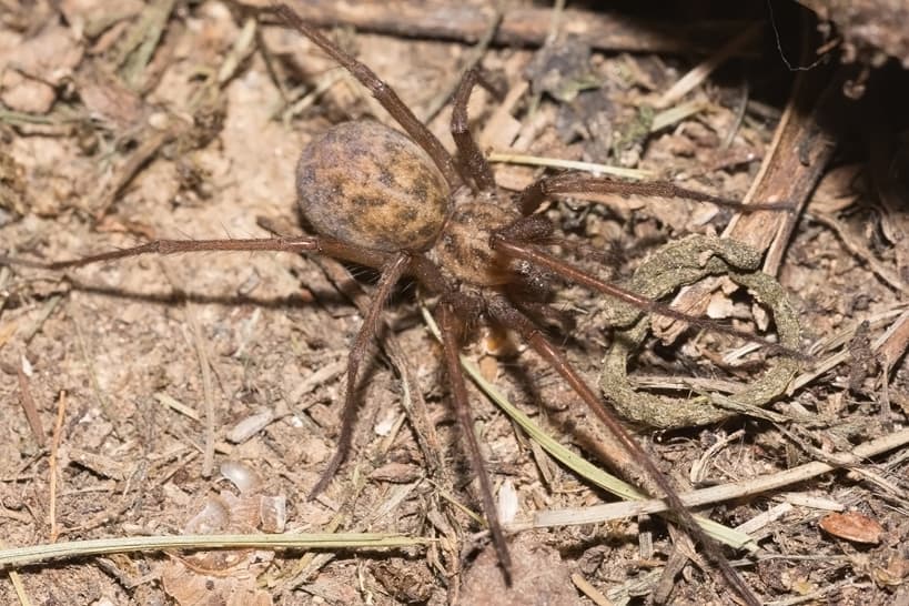 Hobo Spider — identification photo