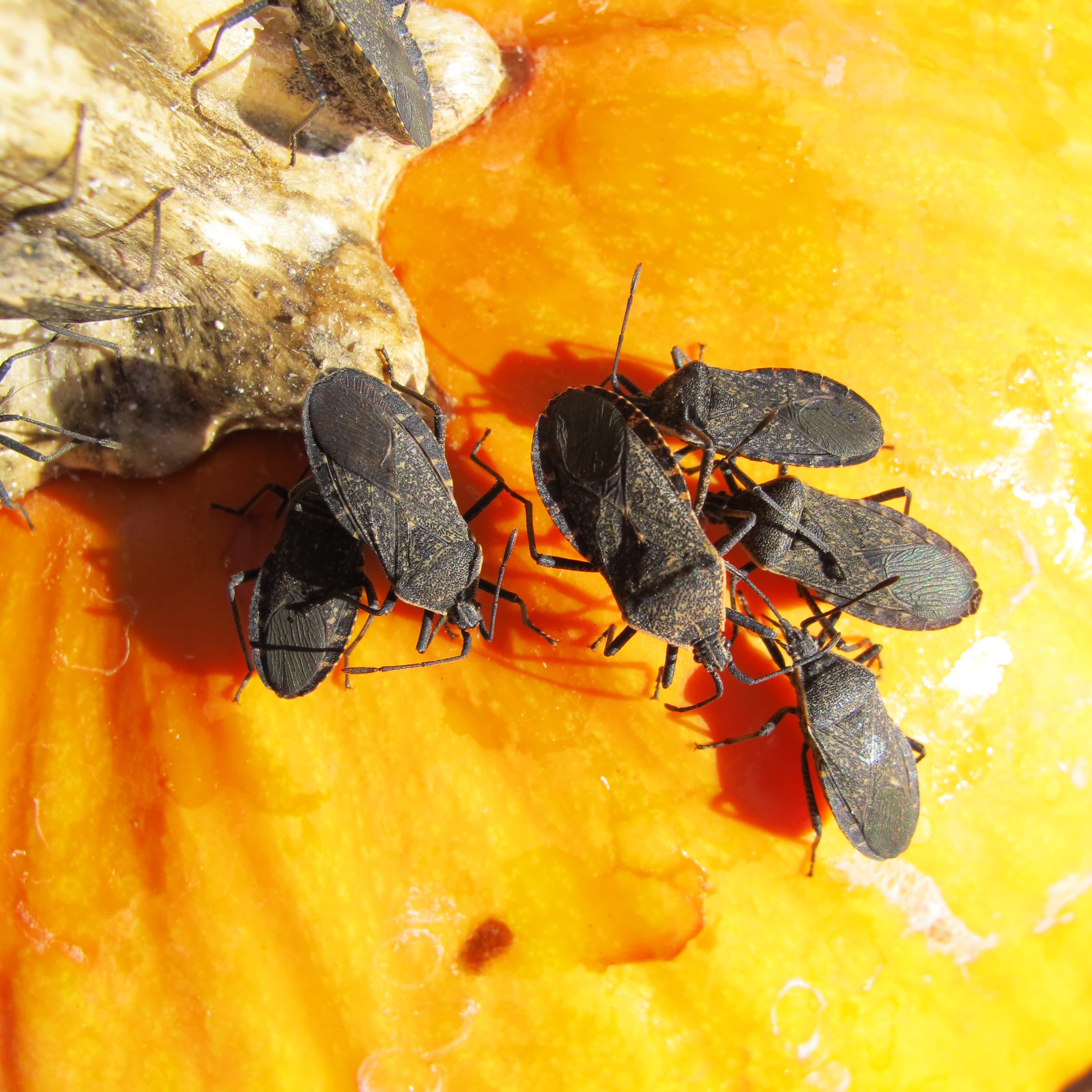 Squash Bug — identification photo
