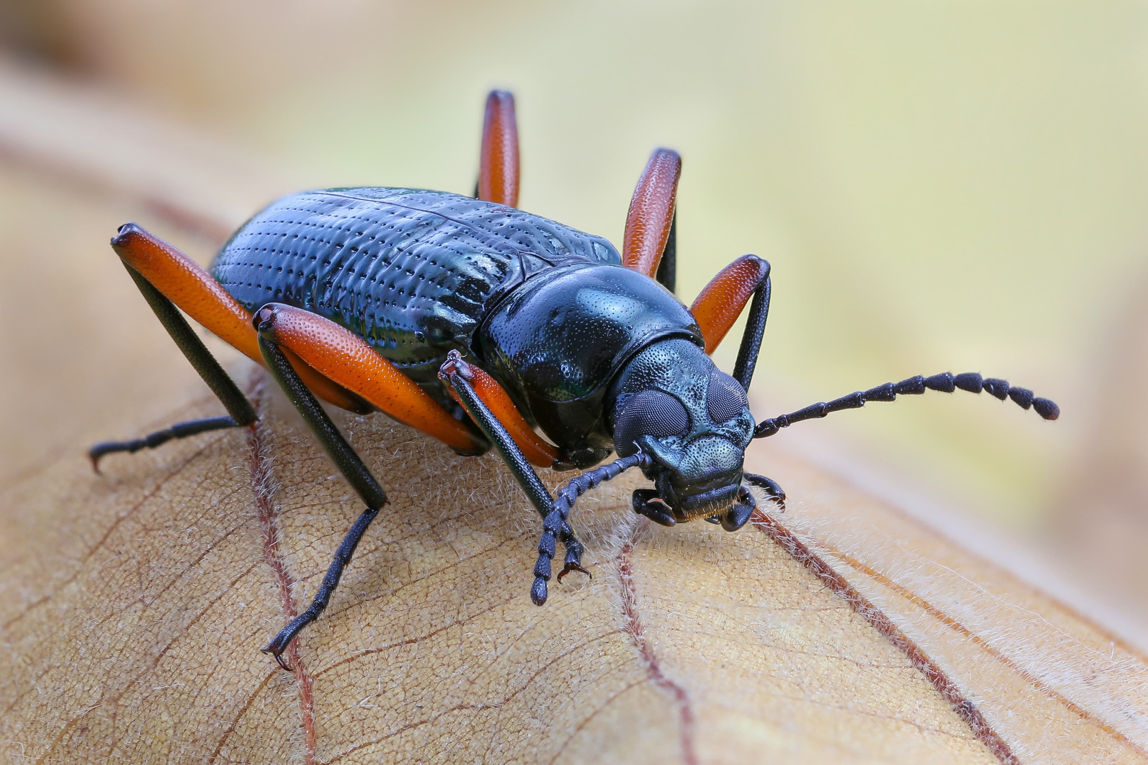 Darkling Beetle — identification photo