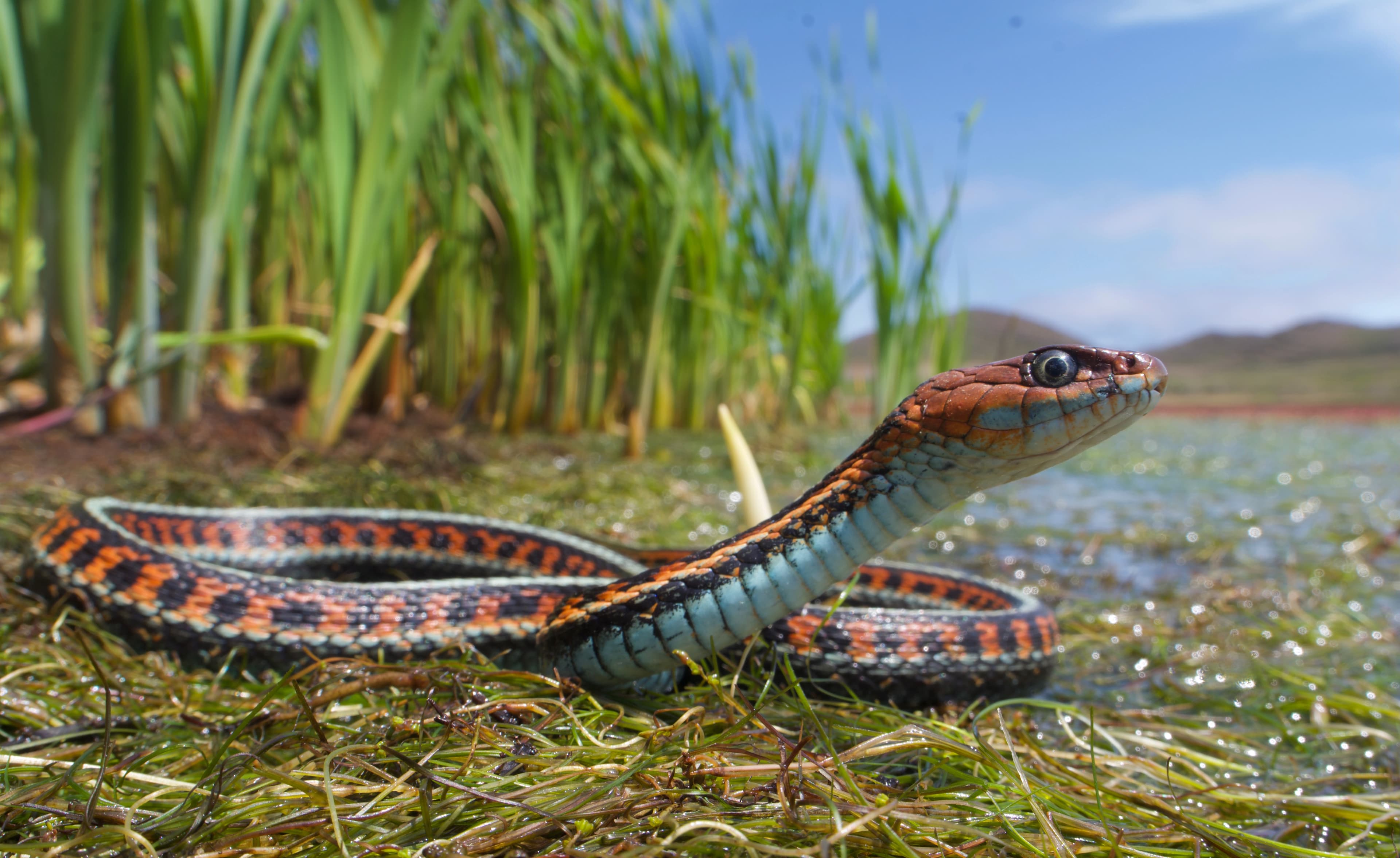 Garter Snake — identification photo