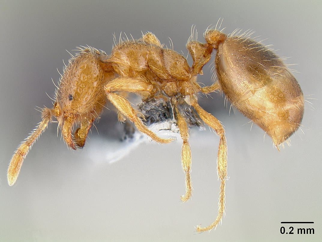 Thief Ant — identification photo