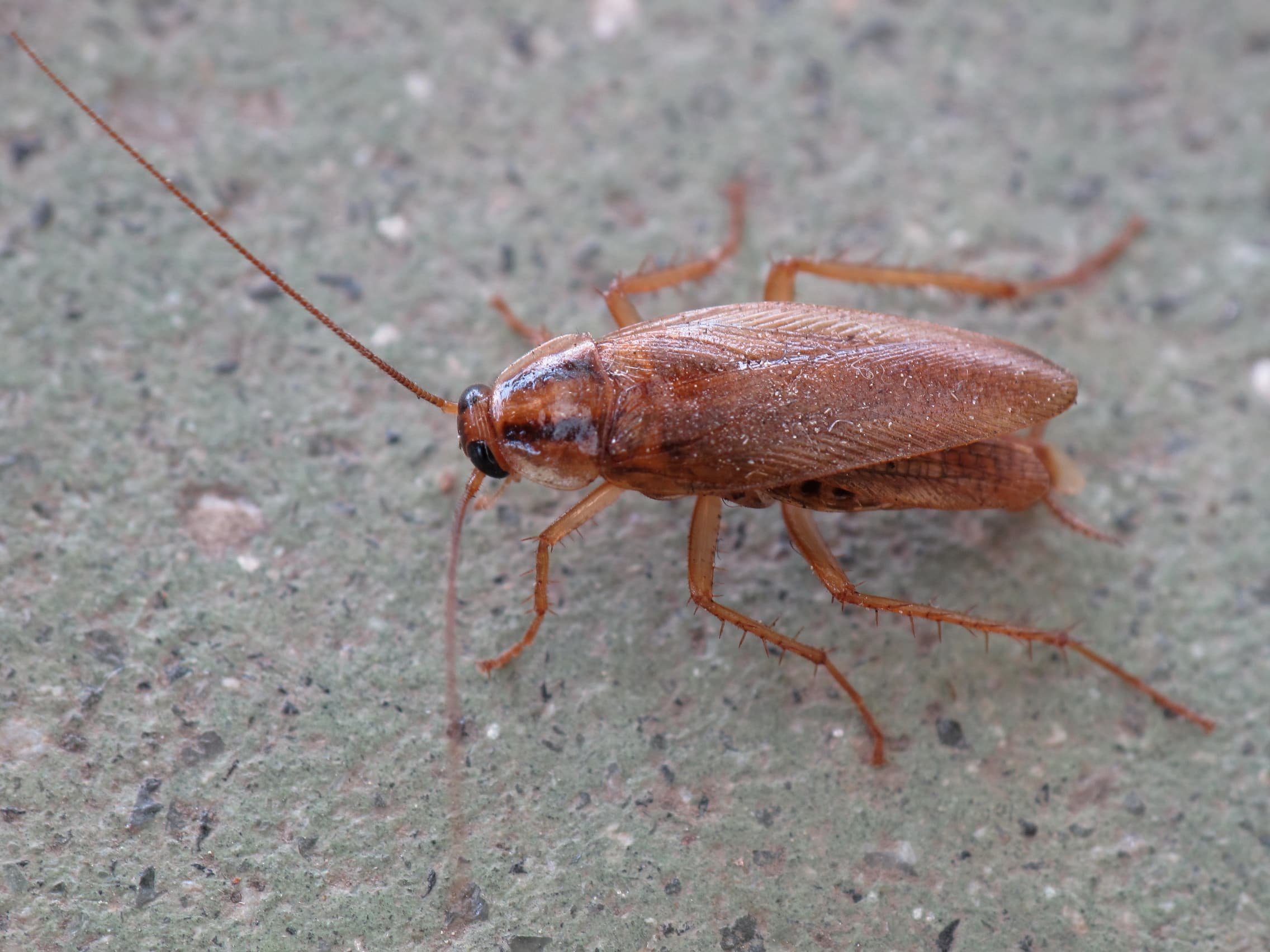 German Cockroach — identification photo