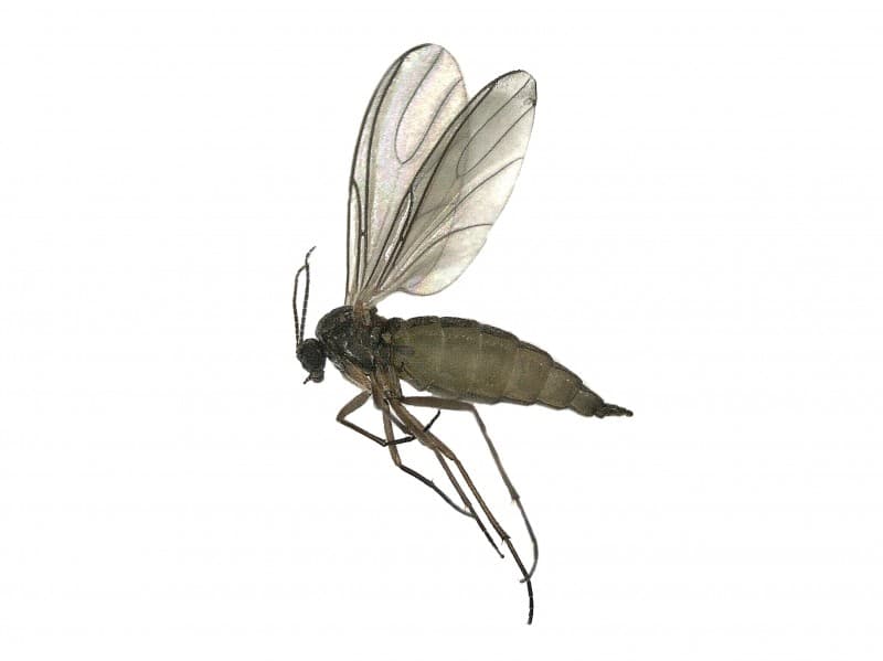 Fungus Gnat — identification photo