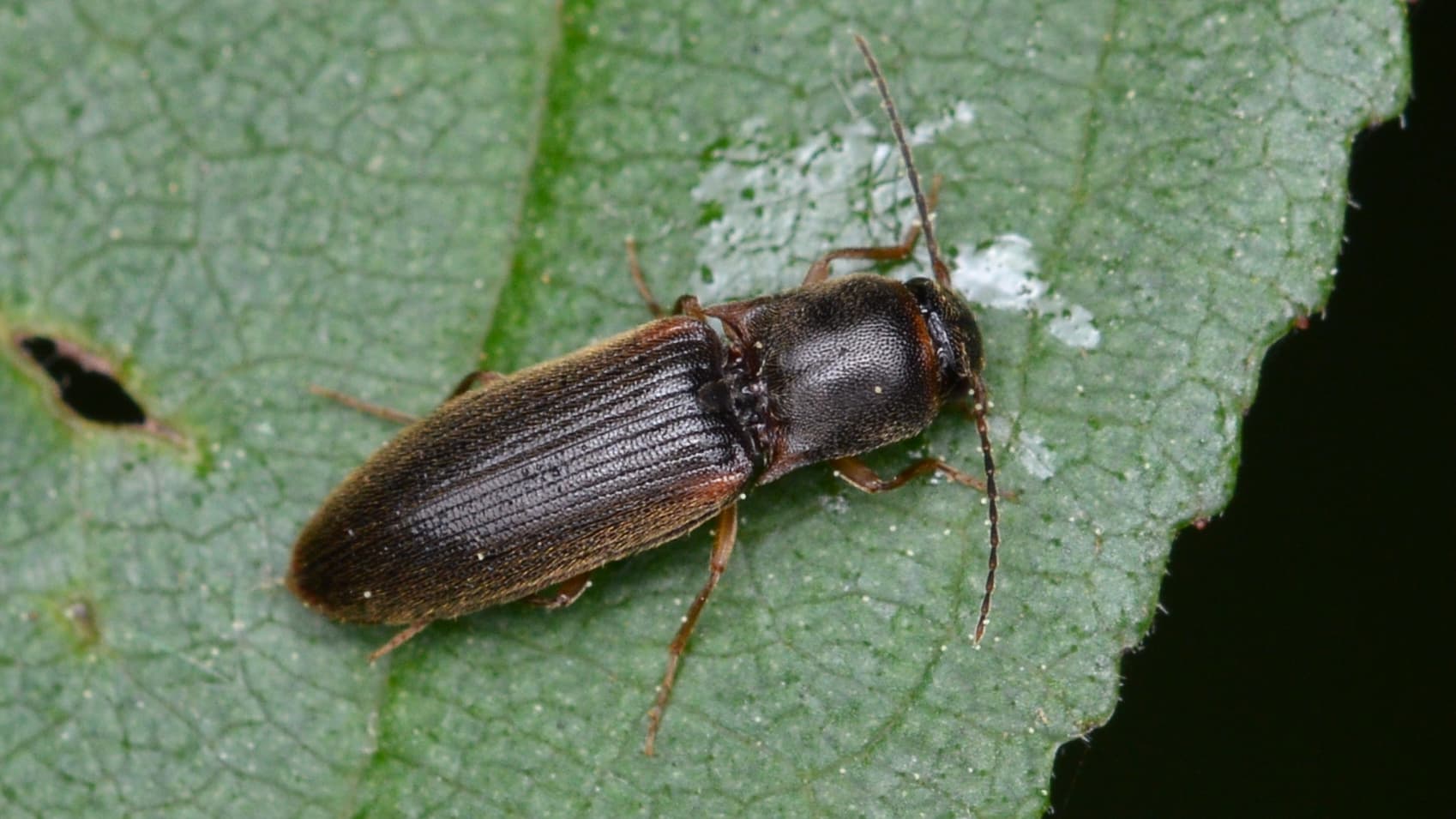 Click Beetle — identification photo