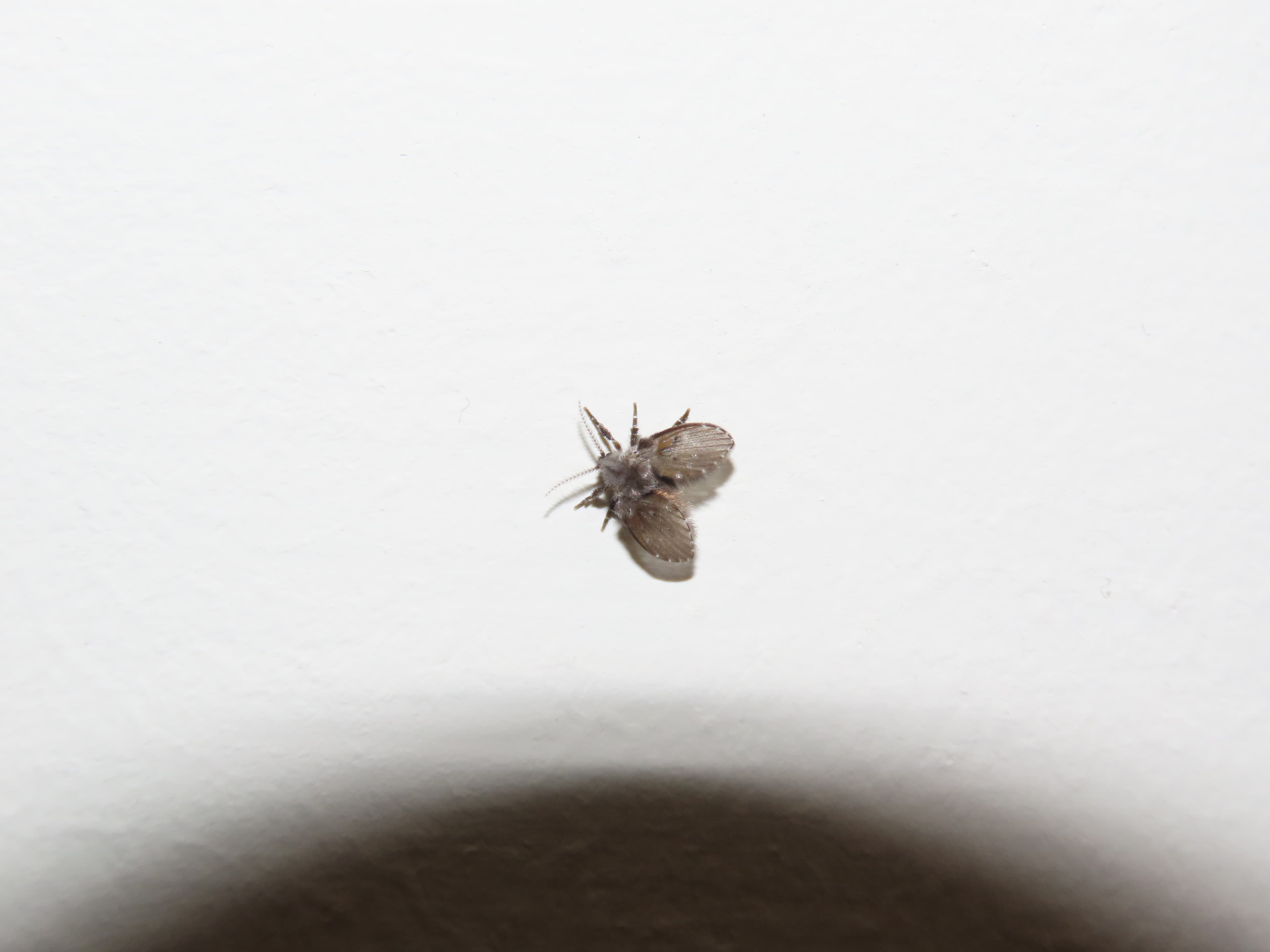 Drain Fly — identification photo