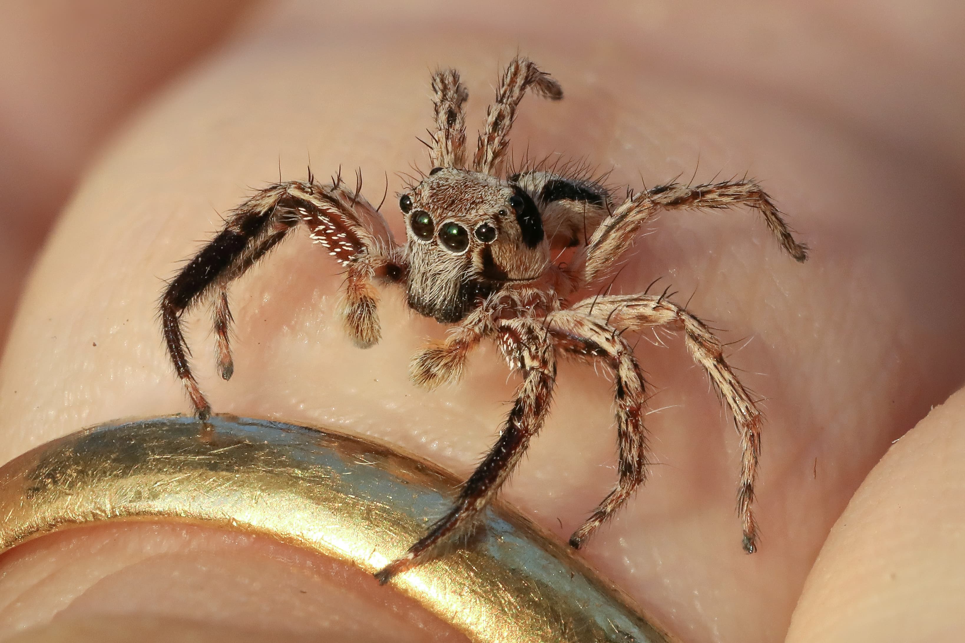 Jumping Spider — identification photo