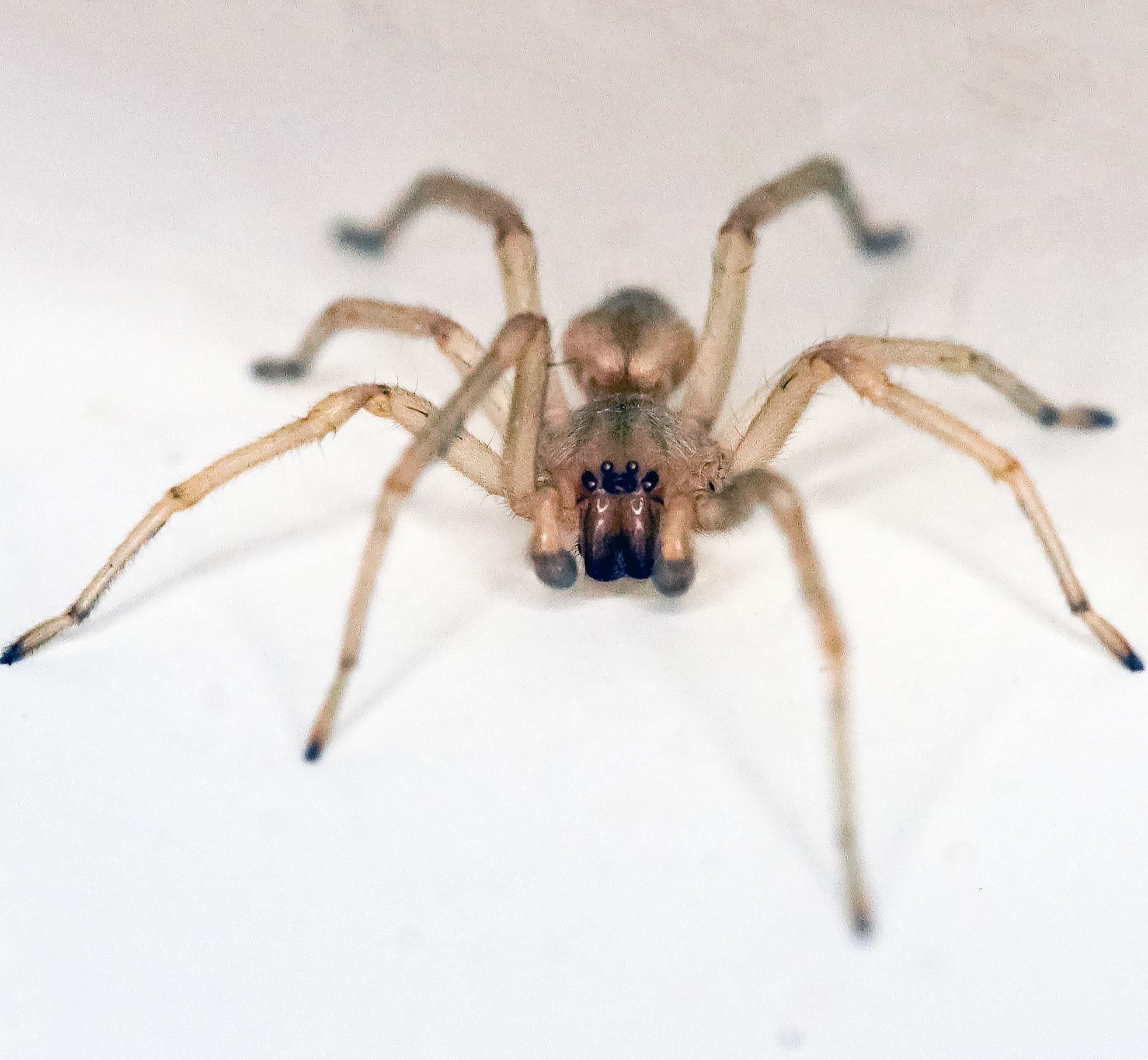 Yellow Sac Spider — identification photo
