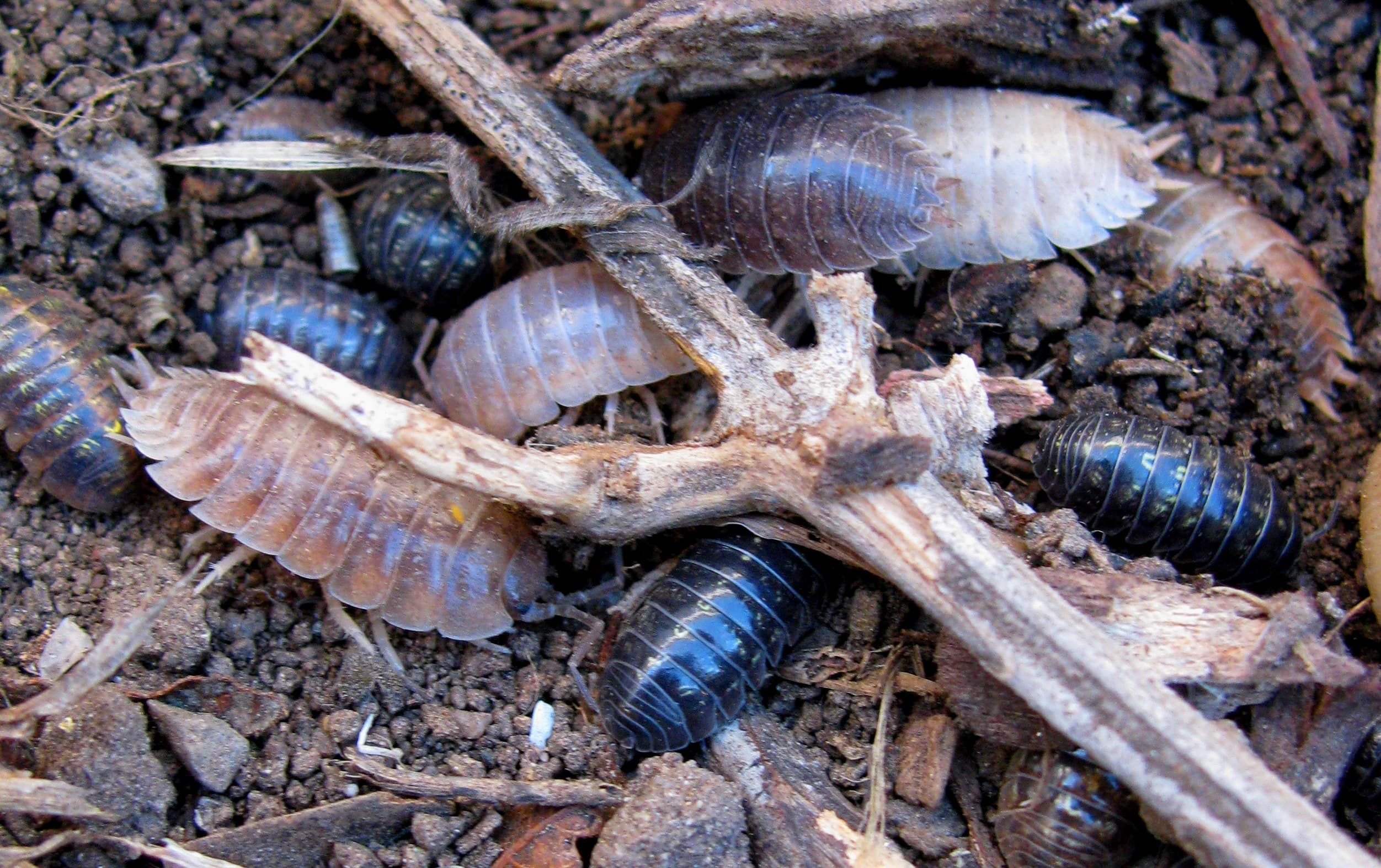 Sowbug — identification photo
