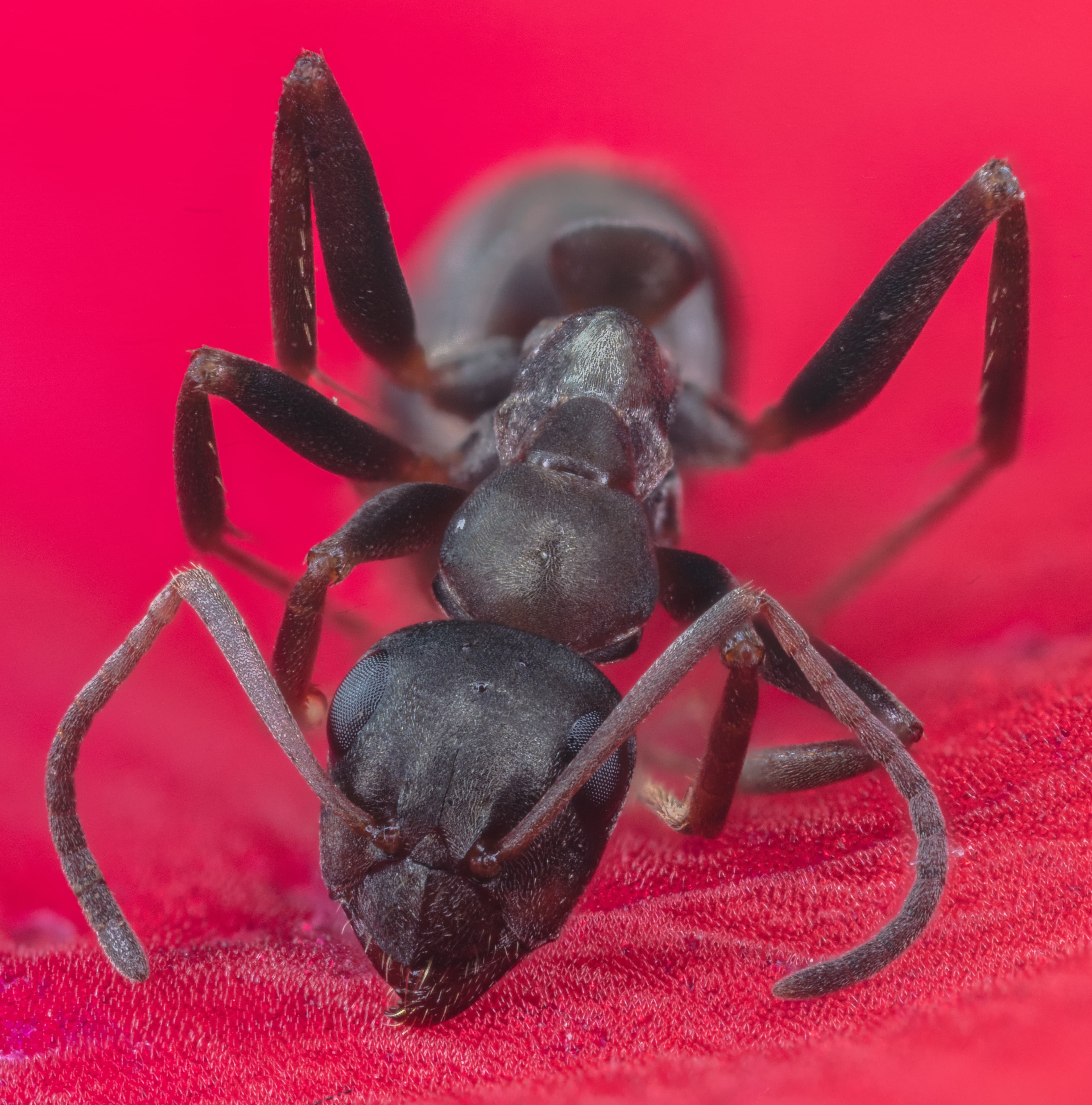 Pharaoh Ant — identification photo