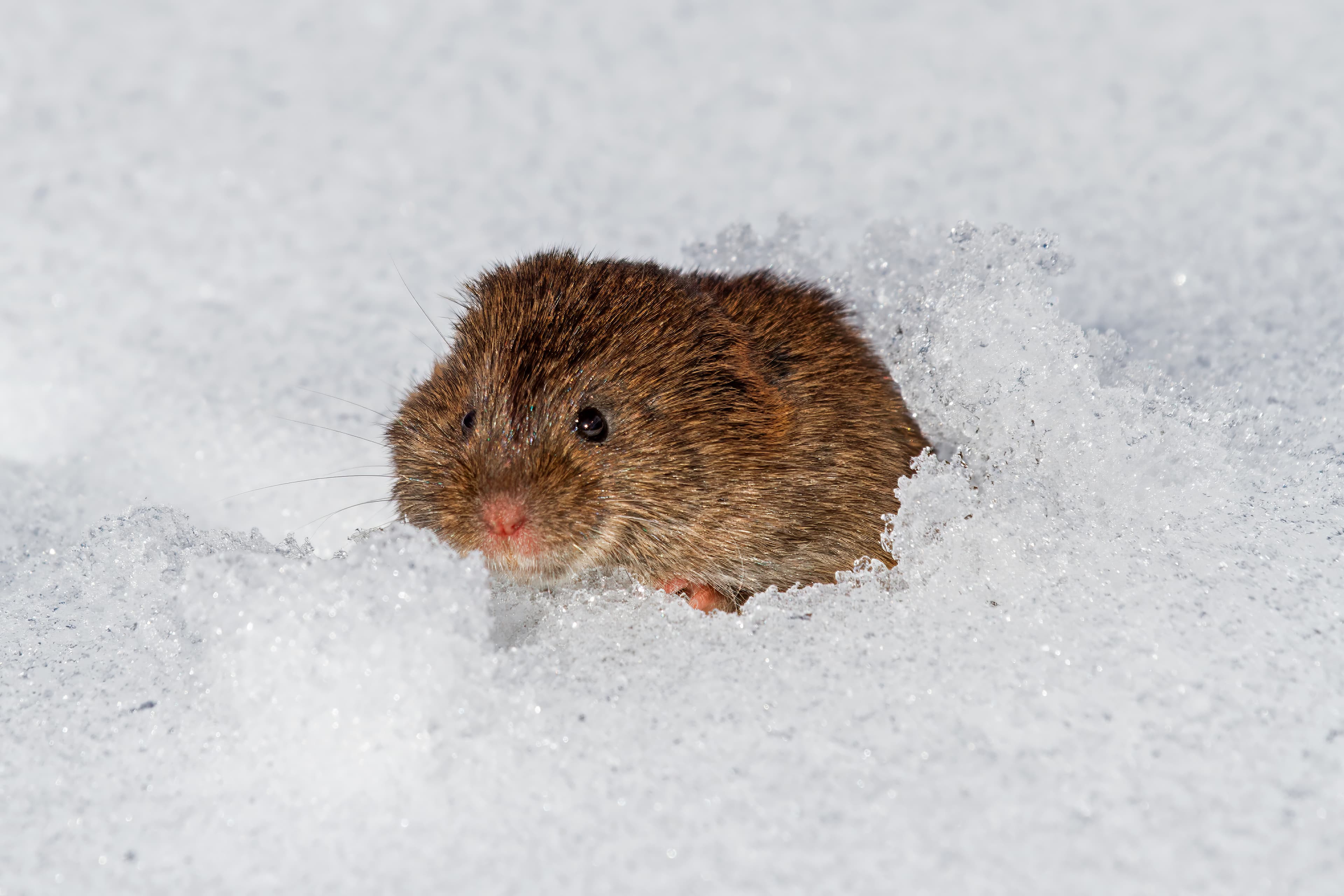 Vole — identification photo
