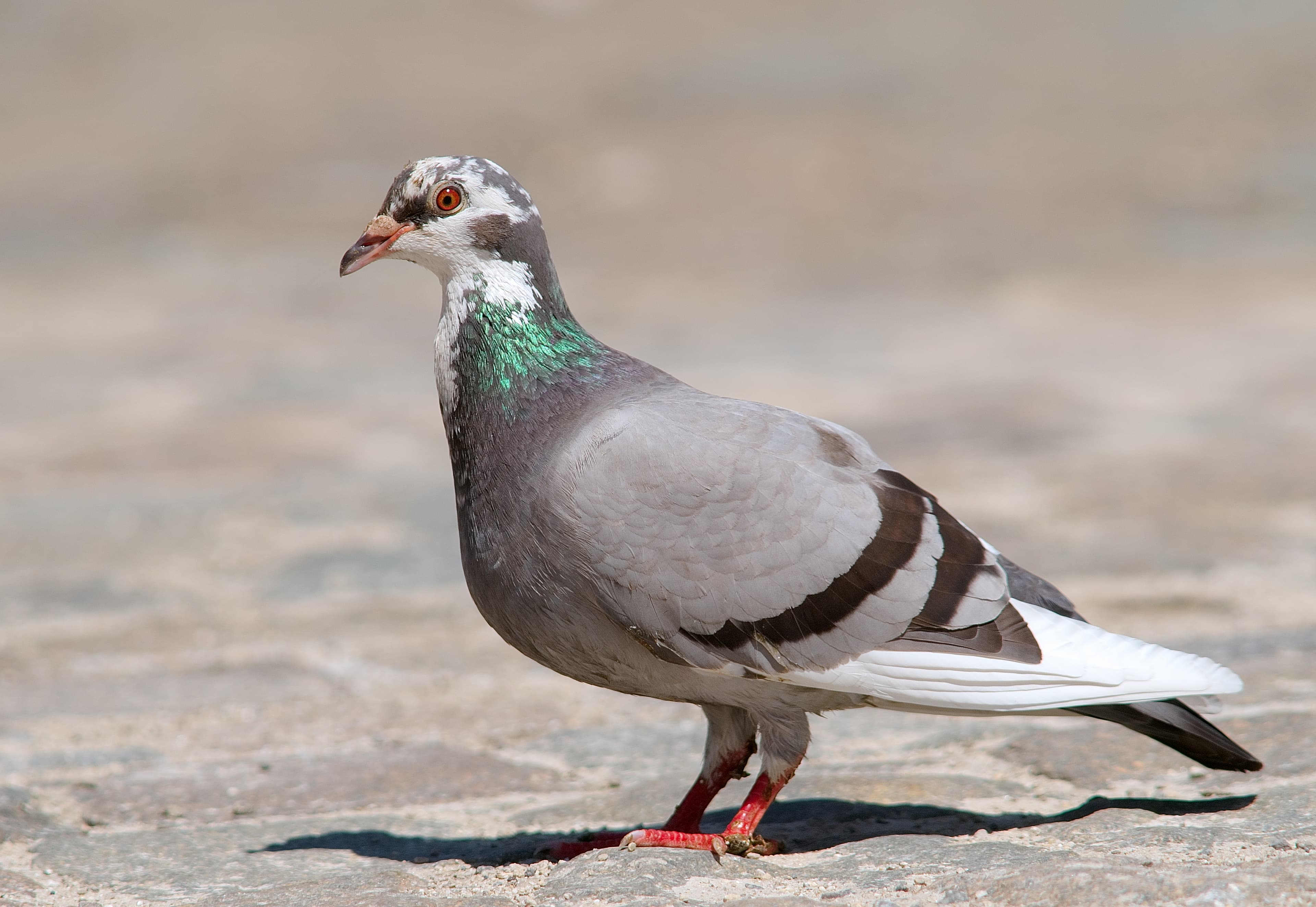 Pigeon — identification photo