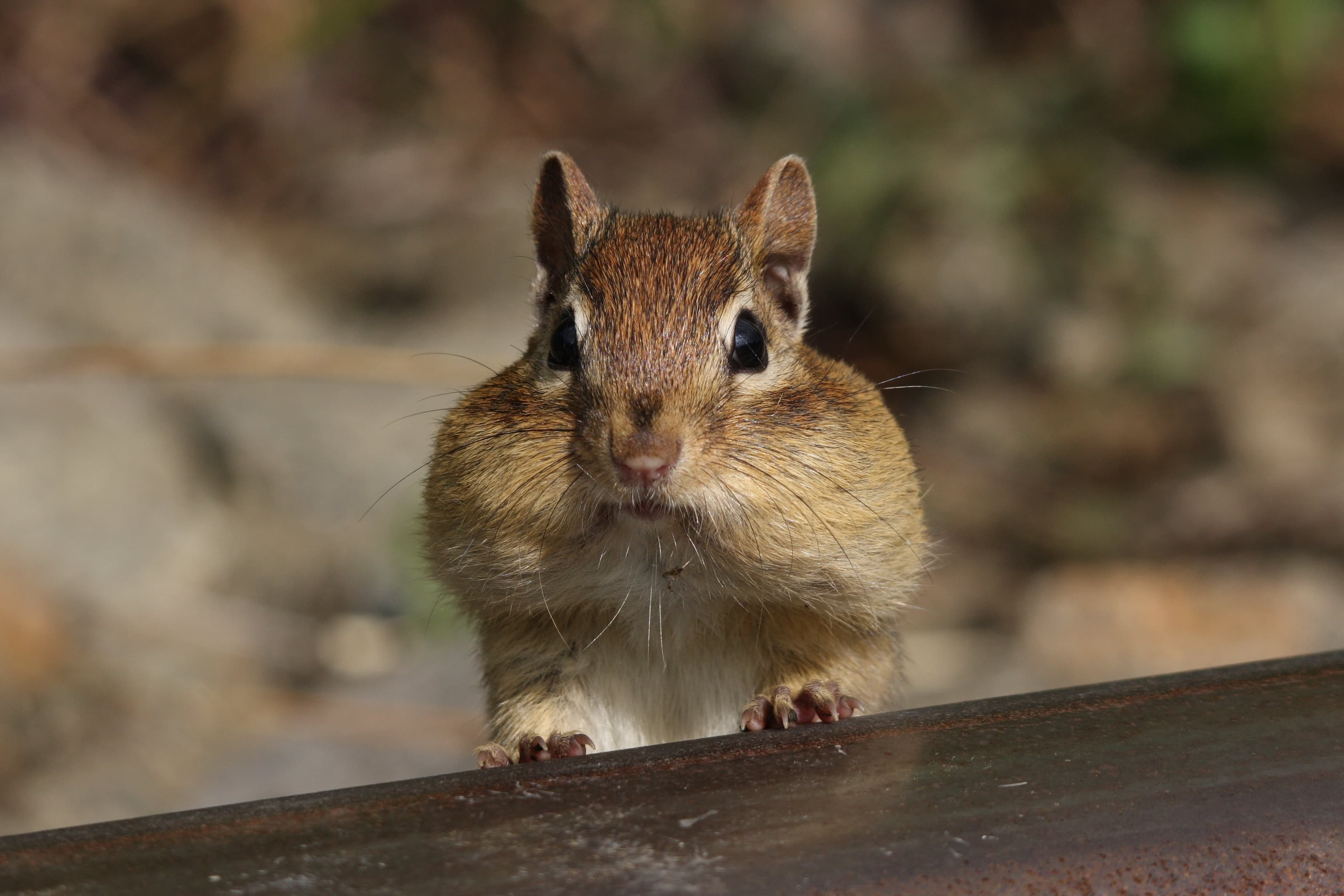 Chipmunk — identification photo