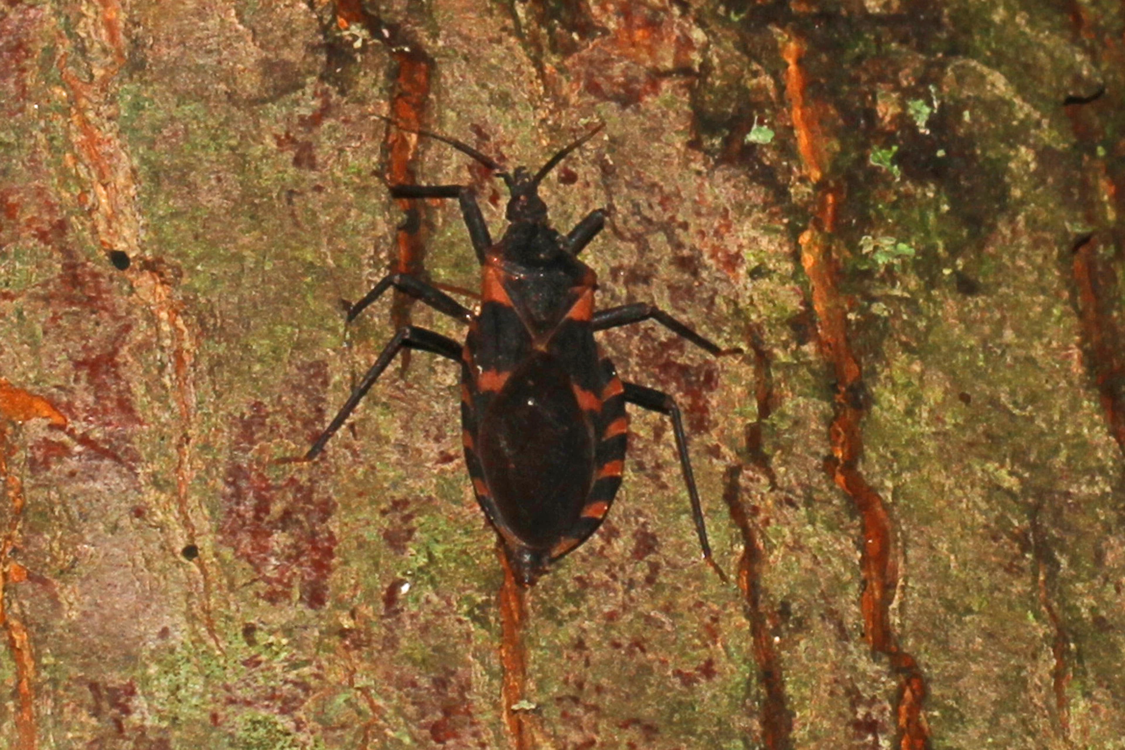 Kissing Bug — identification photo