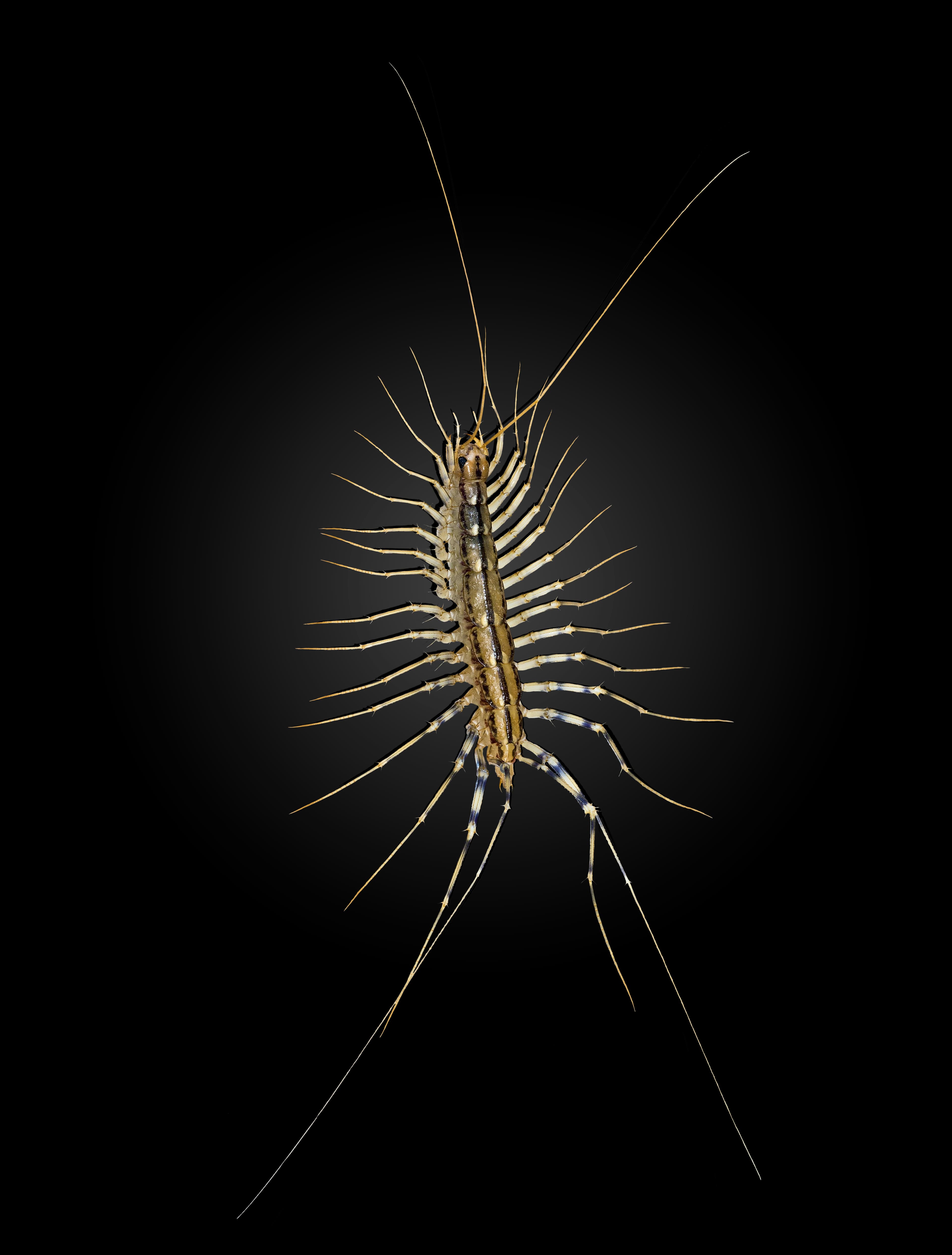 House Centipede — identification photo