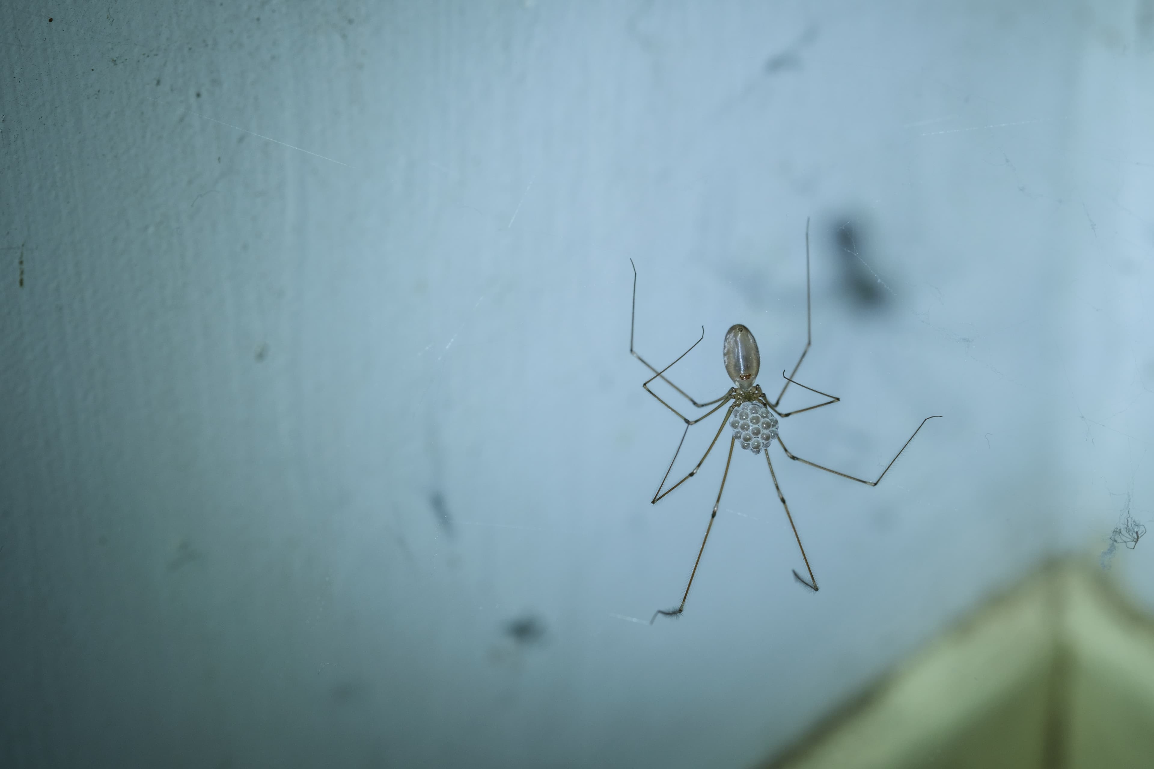 Cellar Spider — identification photo