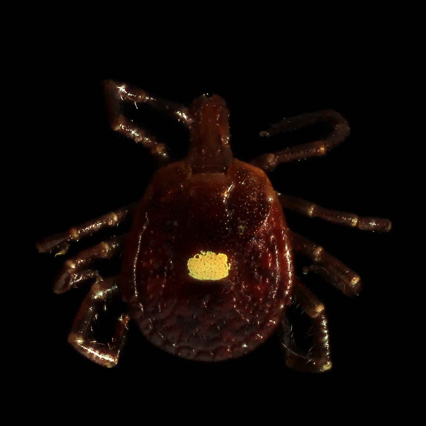 Lone Star Tick — identification photo
